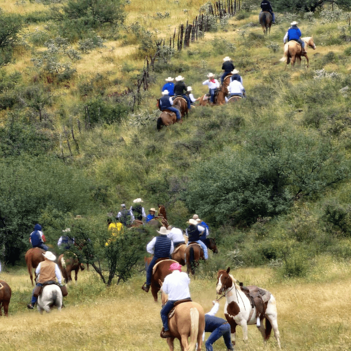 arreo de caballos 1
